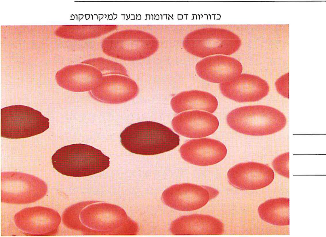 כדוריות דם אדומות מבעד למיקרוסקופ